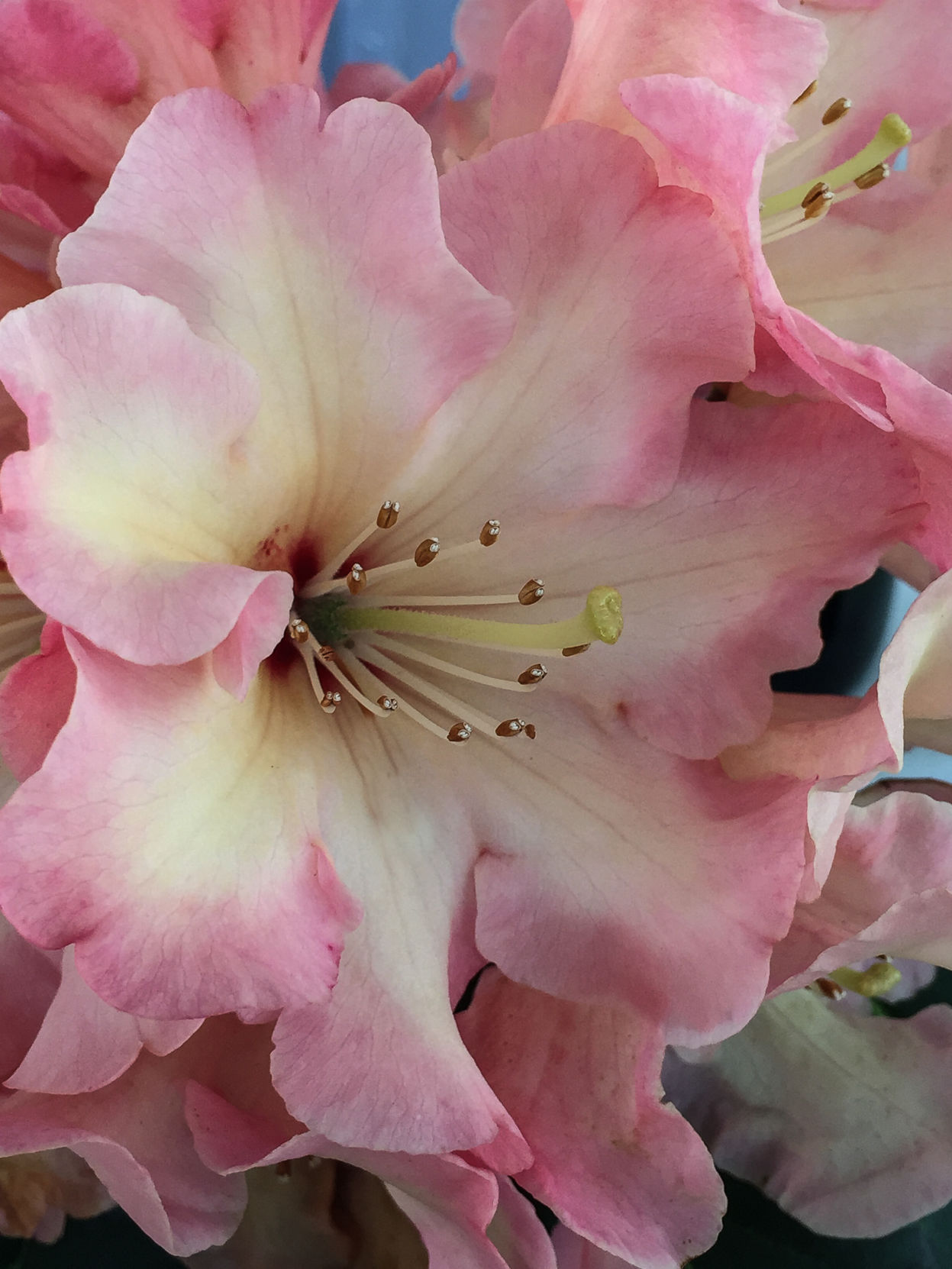 Rhododendron-3570.jpg